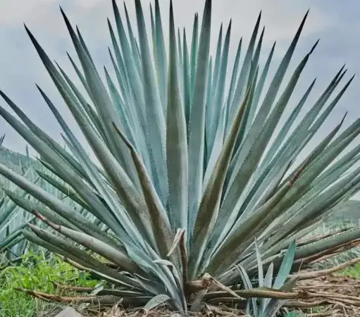agave.webp